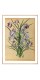 Постер "Lily Flowers. Botany"