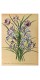 Постер "Lily Flowers. Botany"