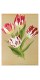 Постер "Tulip. Botany"