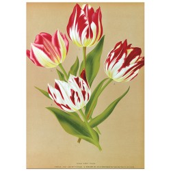 Постер "Tulip. Botany"