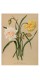 Постер "Narcissus. Botany"