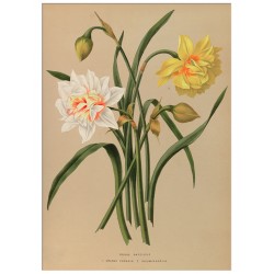 Постер "Narcissus. Botany"