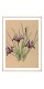 Постер "Iris. Botany"