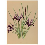 Постер "Iris. Botany"