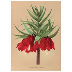Постер "Fritillaria. Botany"