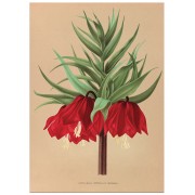 Постер "Fritillaria. Botany"
