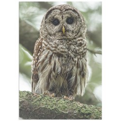 Постер "Owl" 