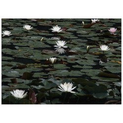 Постер "Water lilies" 