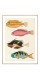 Серія постерів в рамках "Botanical. Fish"