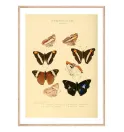 Постер в рамці "Butterflies" Постер в рамці "Butterflies"