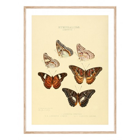 Постер в рамі "Butterflies"