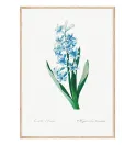 Постер в рамке "Flowers. Botany" Постер в рамке "Flowers. Botany"