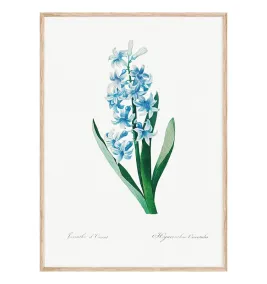 Постер в рамці Flowers. Botany"
