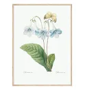 Постер в рамке "Flowers. Botany" Постер в рамке "Flowers. Botany"