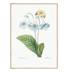 Постер в рамке "Flowers. Botany"