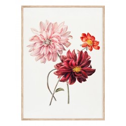 Постер в рамке "Flowers. Botany"