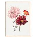Постер в рамці "Flowers. Botany"