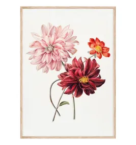 Постер в рамці "Flowers. Botany"