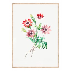 Постер в рамке "Flowers. Botany"