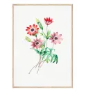 Постер в рамке "Flowers. Botany" Постер в рамке "Flowers. Botany"
