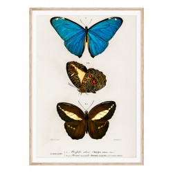 Постер в рамці "Butterflies"