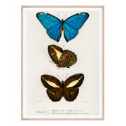 Постер в рамці "Butterflies"