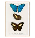 Постер в рамці "Butterflies" Постер в рамці "Butterflies"