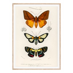 Постер в раме "Butterflies"