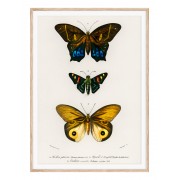 Постер в рамке "Butterflies"