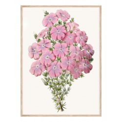 Постер в рамці Flowers. Botany"