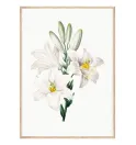 Постер в рамці Flowers. Botany" Постер в рамці Flowers. Botany"