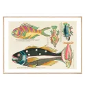 Постер в рамці "Fish. Botanical"