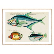 Постер в рамке "Fish. Botanical"