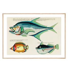 Постер в рамці "Fish. Botanical"