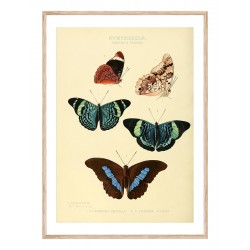 Постер в рамі "Butterflies"