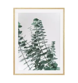 Постер в рамке "Eucalyptus"