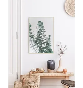 Постер в рамке "Eucalyptus"