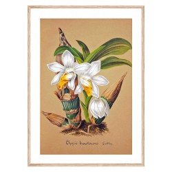 Постер в рамке "Collection Orchids