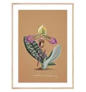 Постер в рамке "Collection Orchids Постер в рамке "Collection Orchids