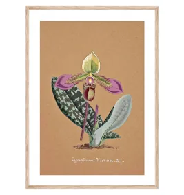 Постер в рамке "Collection Orchids