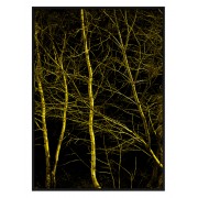 Постер в рамке "Дерево в темноте"