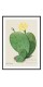 Постер в рамці "Cactus Opuntia botanical illustration"