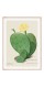 Постер в рамке "Cactus Opuntia botanical illustration"