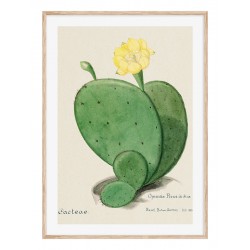 Постер в рамке "Cactus Opuntia botanical illustration"