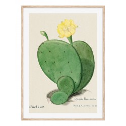 Постер в рамці "Cactus Opuntia botanical illustration"