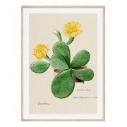 Постер в рамці "Cactus Opuntia botanical illustration"