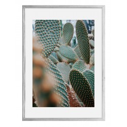 Постер в рамке "Cactus"
