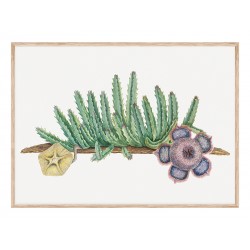 Постер в рамке "Cactus Art"