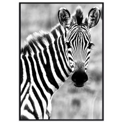 Постер в рамке "Zebra"