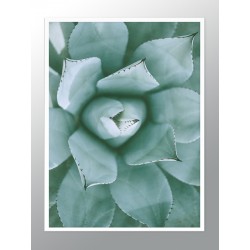 Постер в рамке "Succulent"